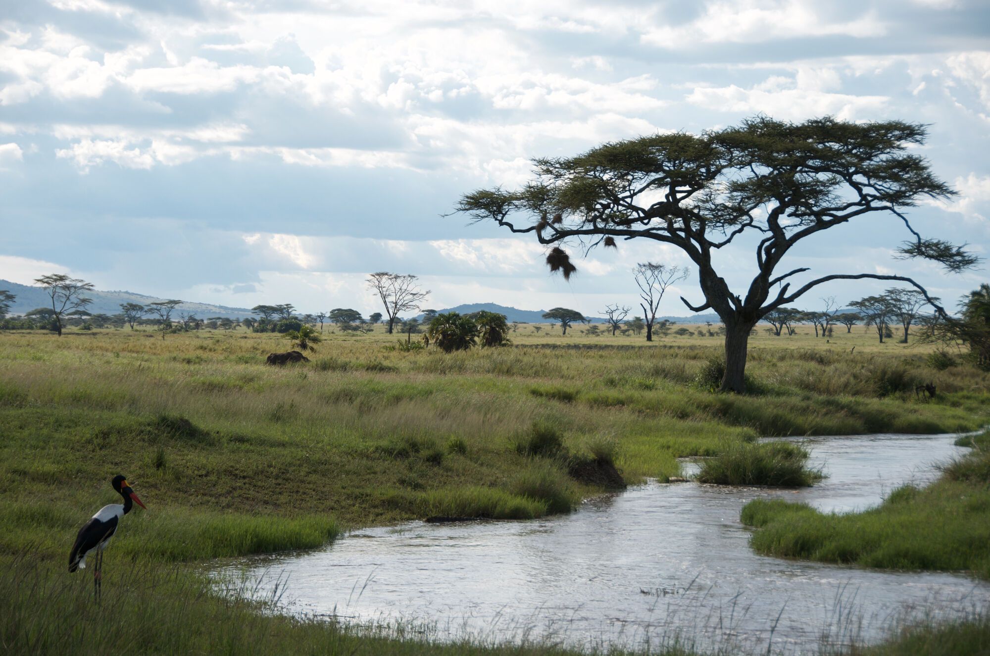 tanzanie