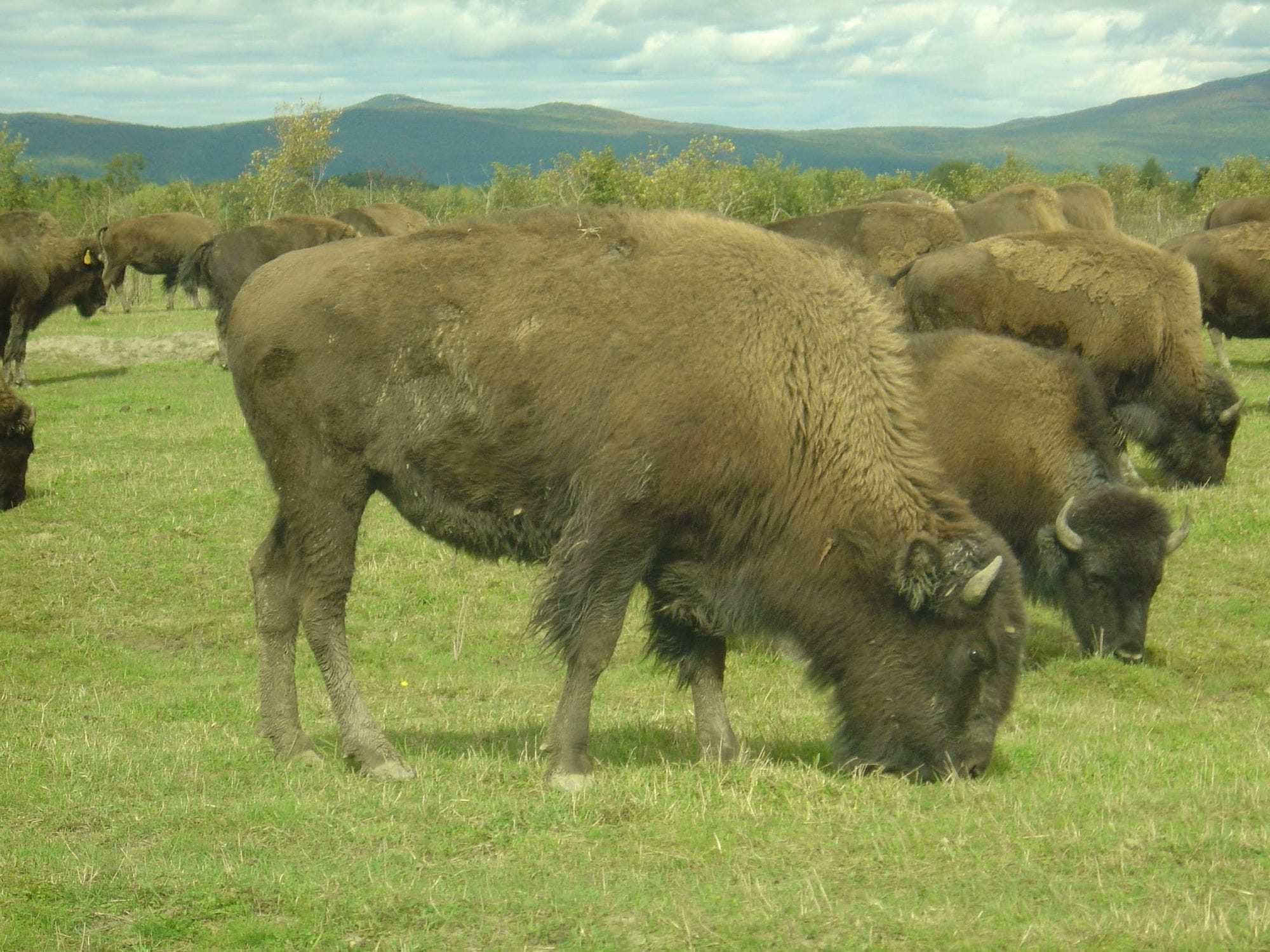 Bisons de l'île d'Orléans
