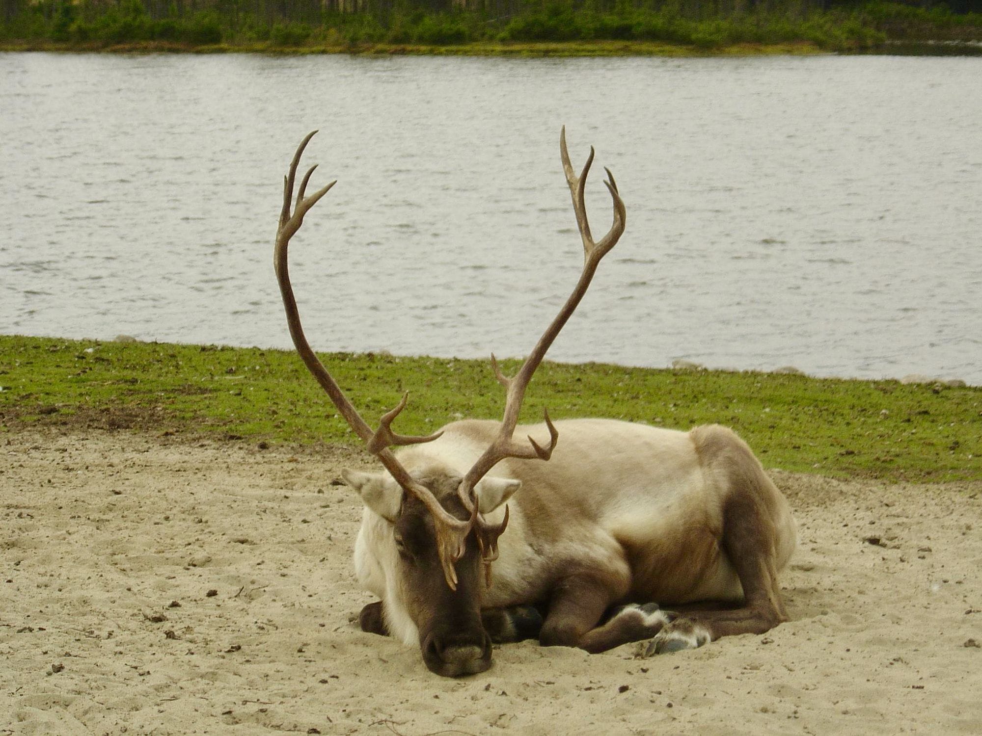 Lac St Jean, Zoo St Felicien