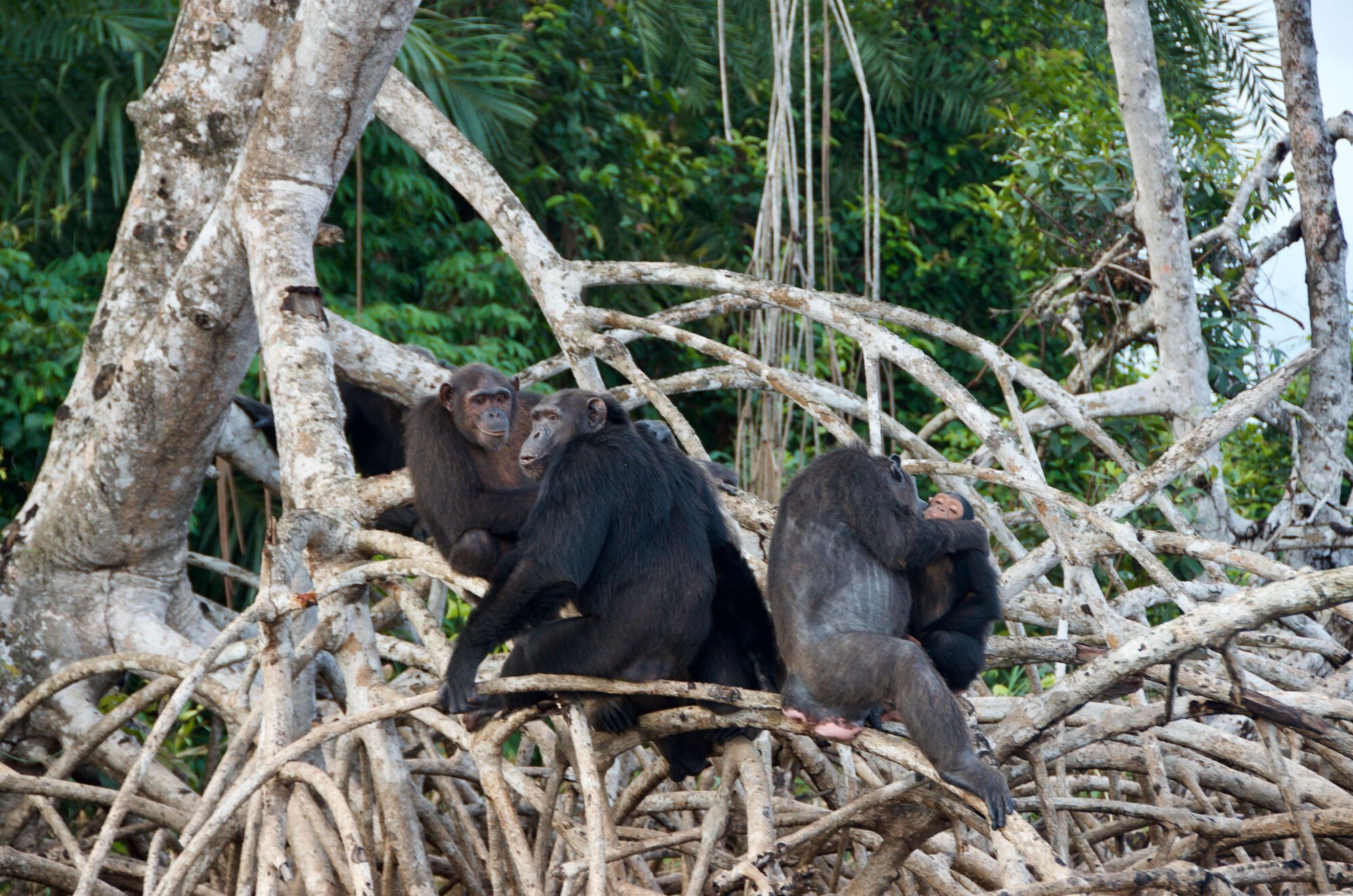 La lagune aux chimpanzés