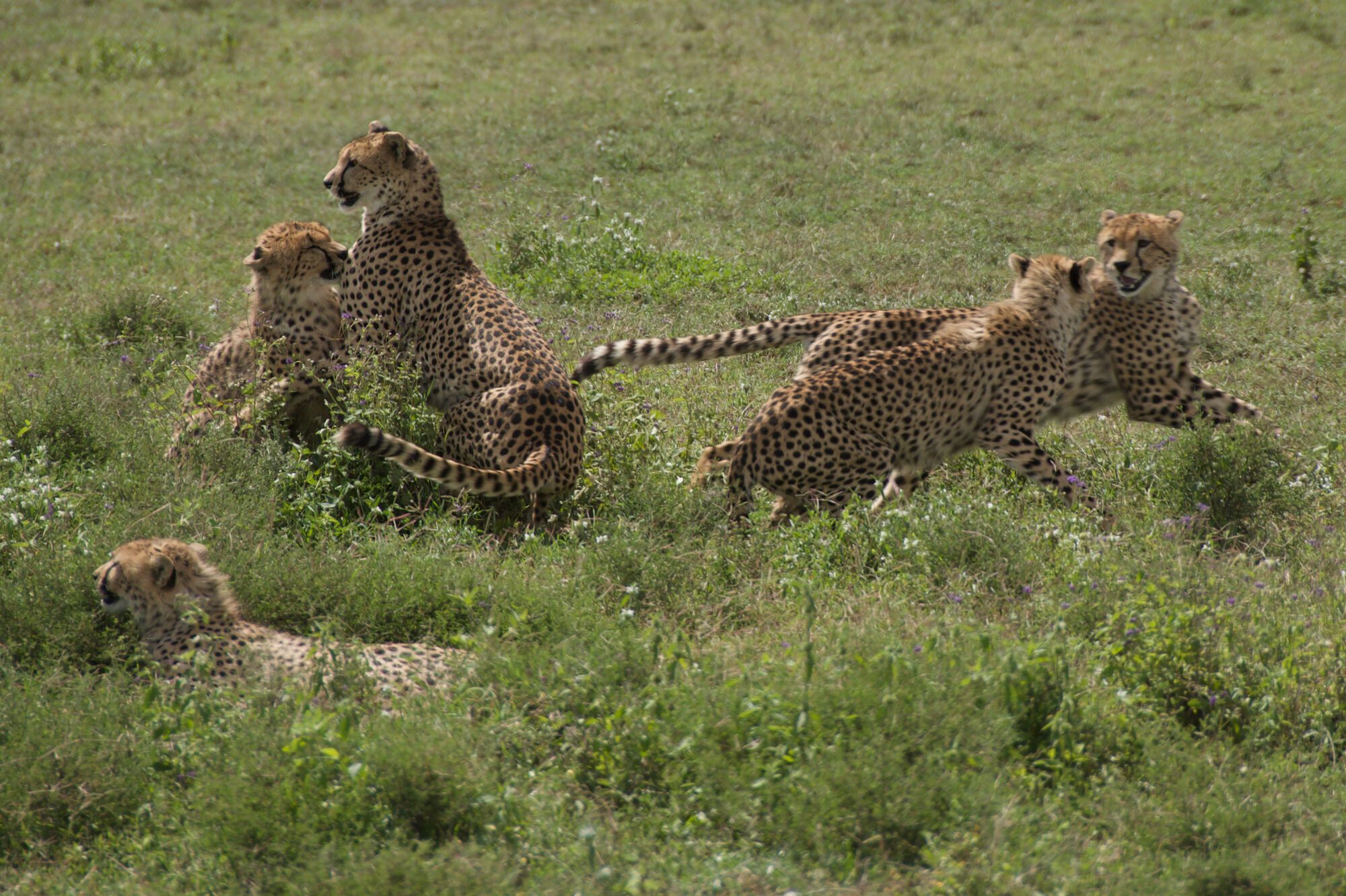 En quittant le Serengueti