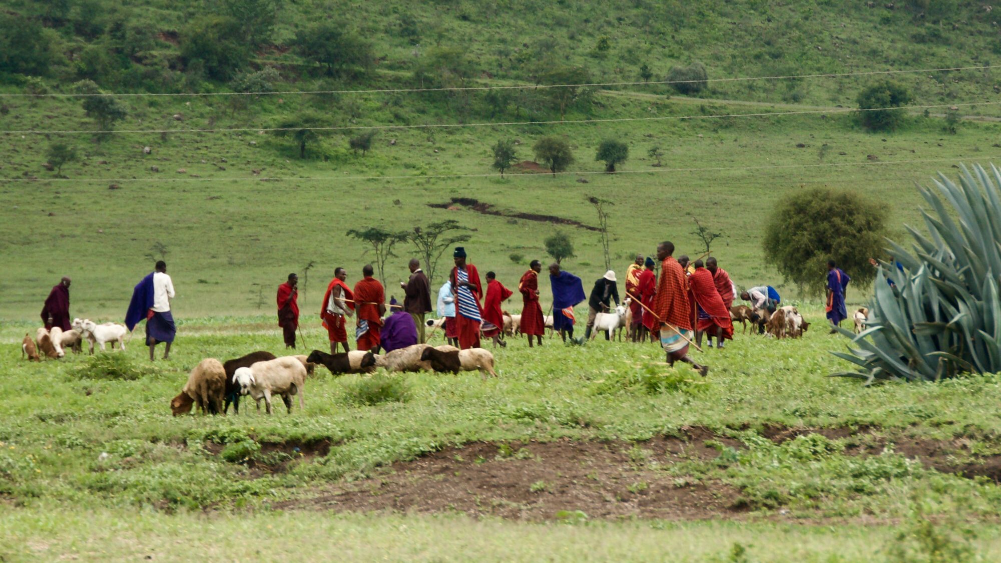 Pays masai