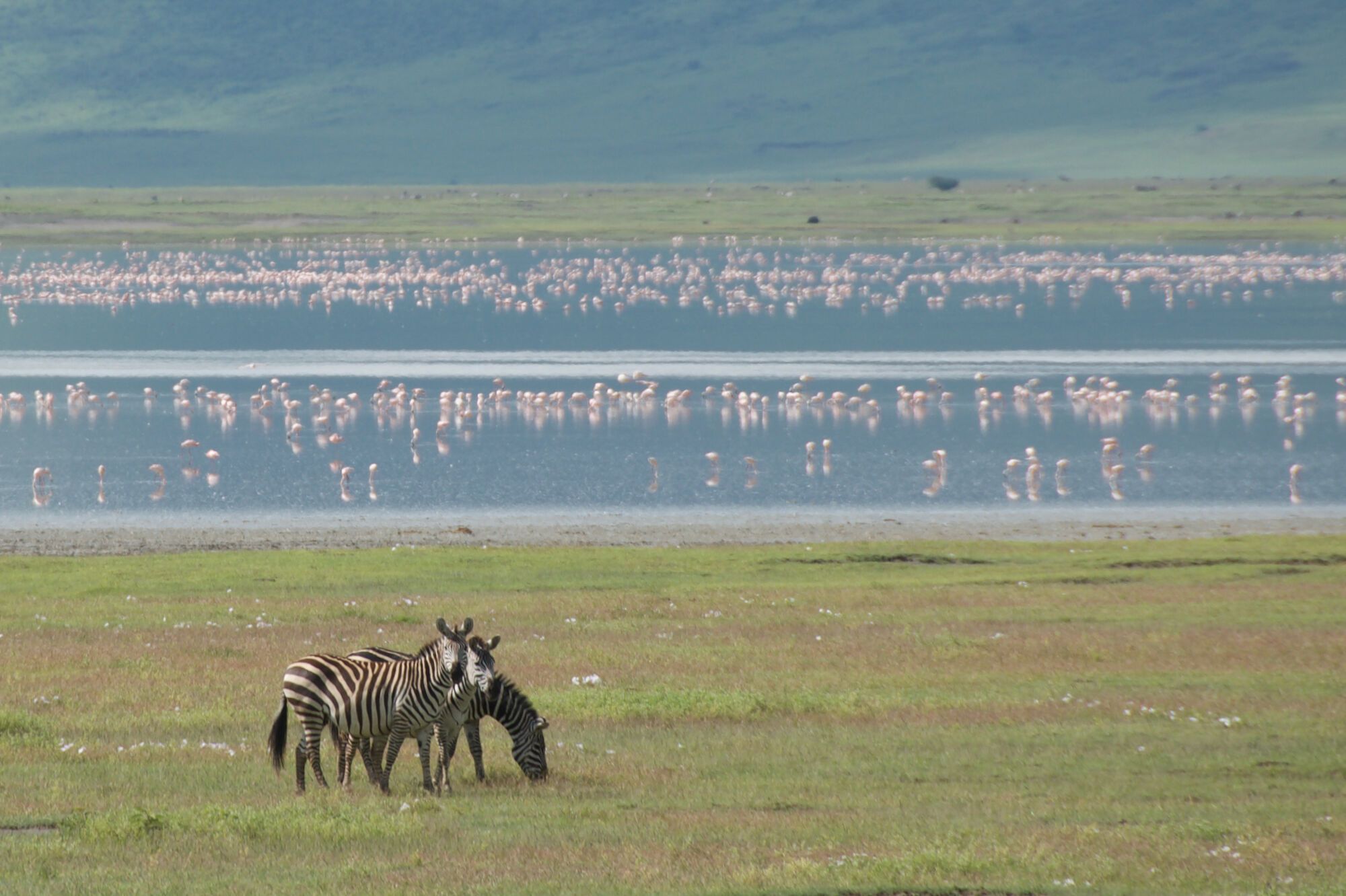 Ngorongoro zoo
