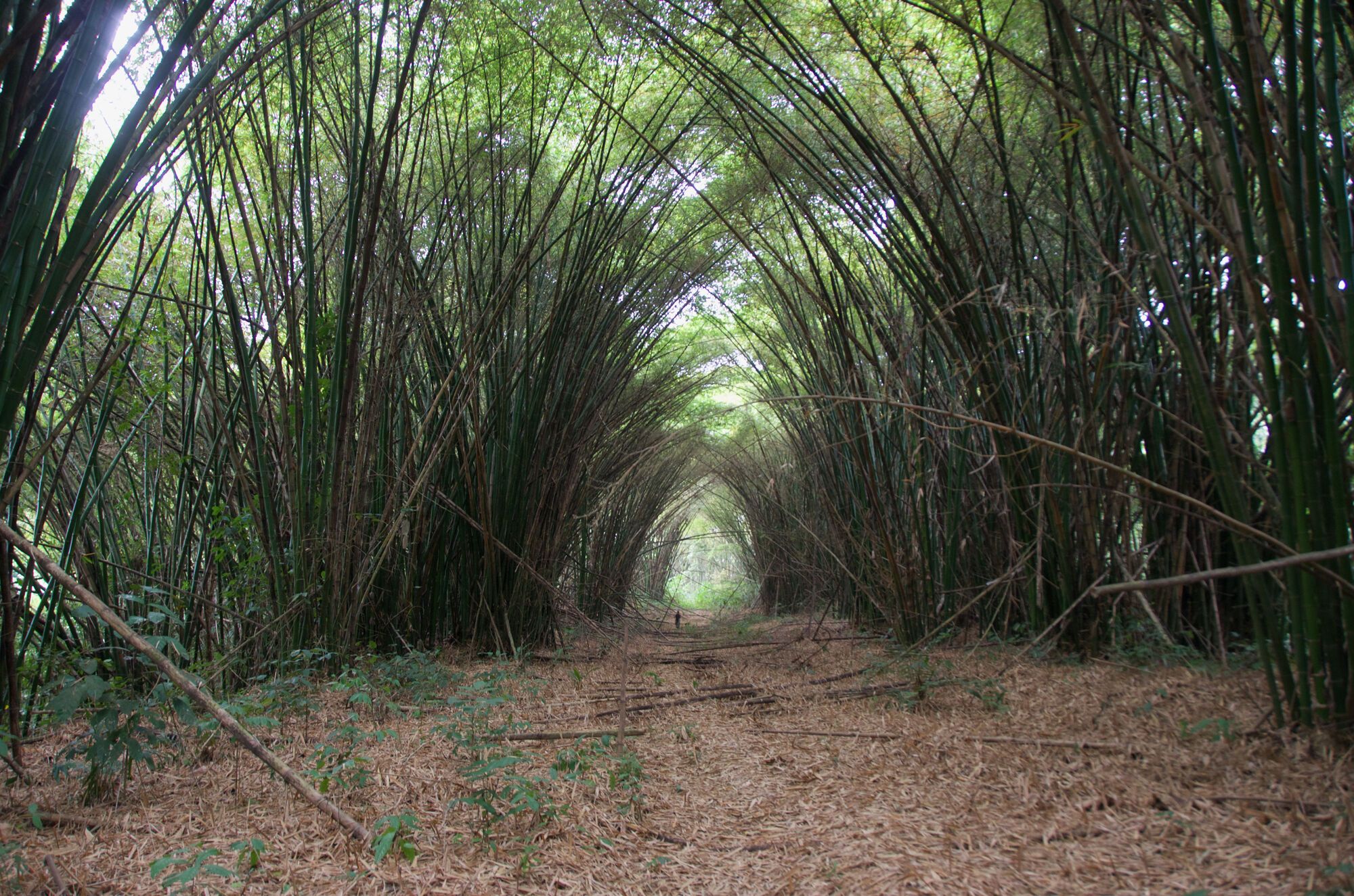 Cathédrales de Bambous