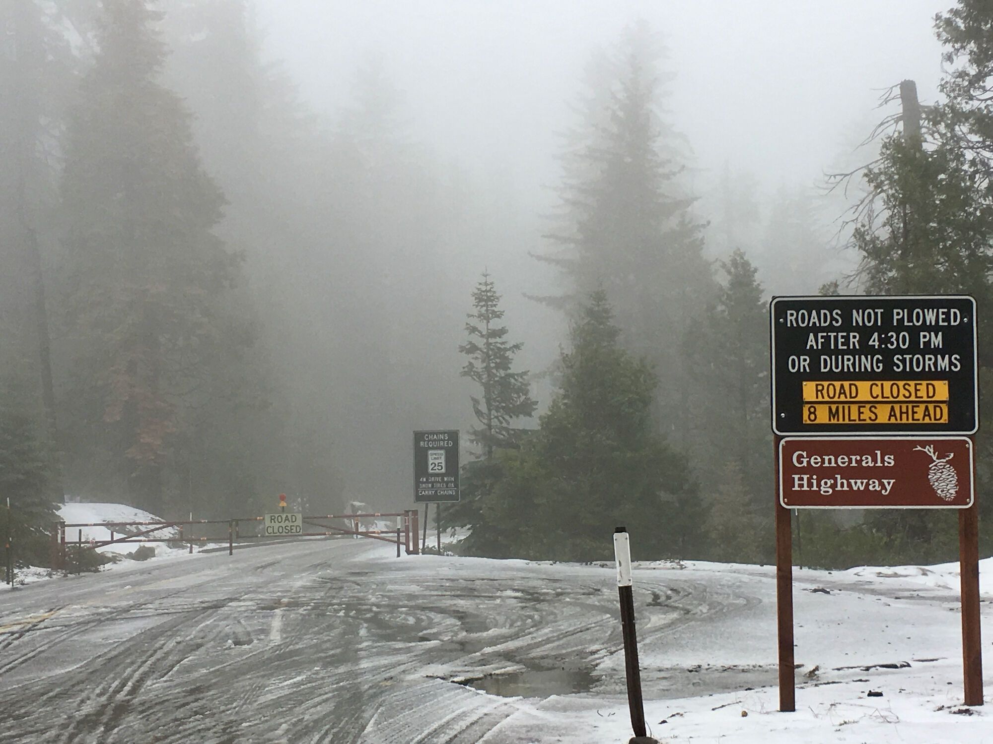 Snowy Sequoias