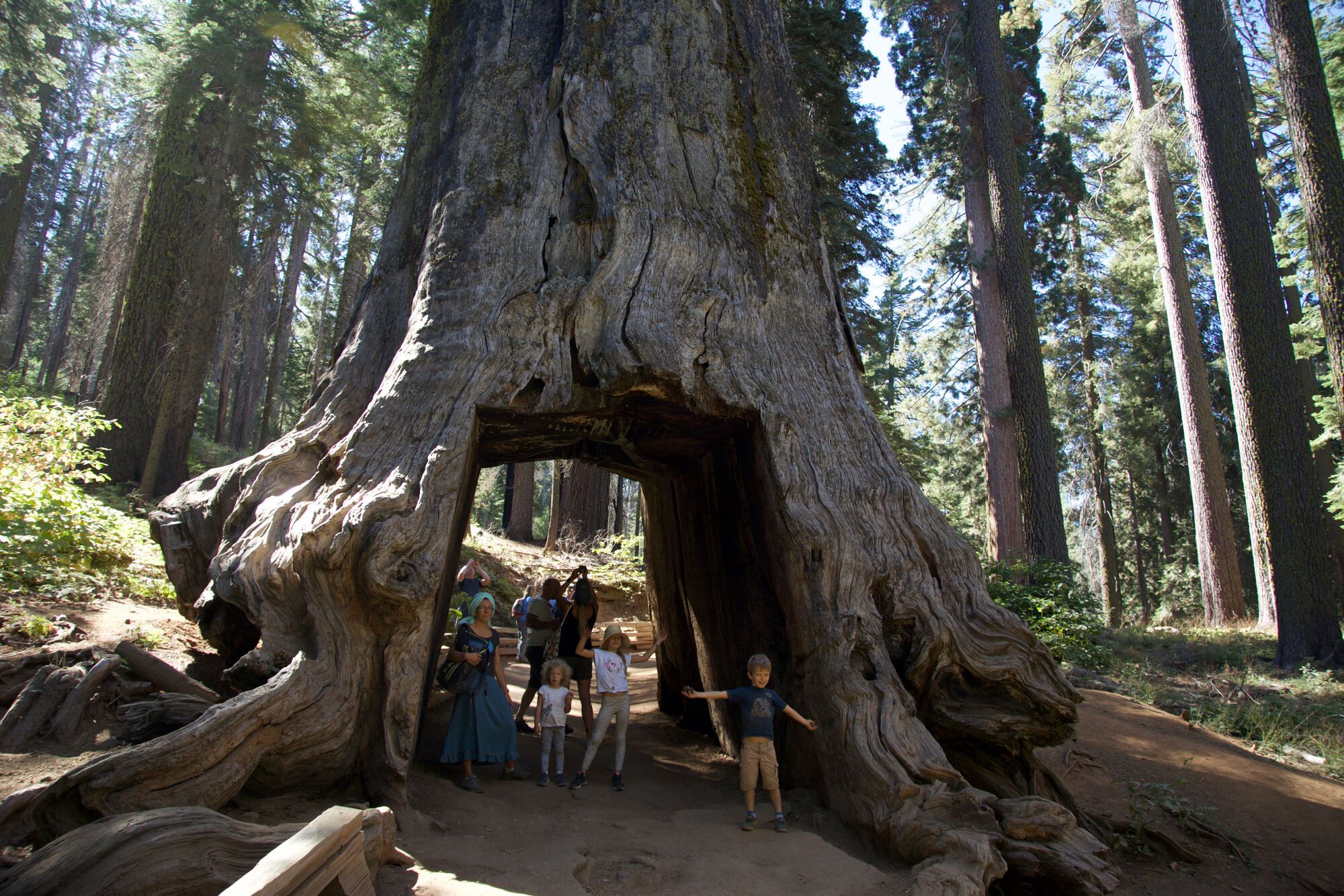 Yosemite Tuolumne Grove