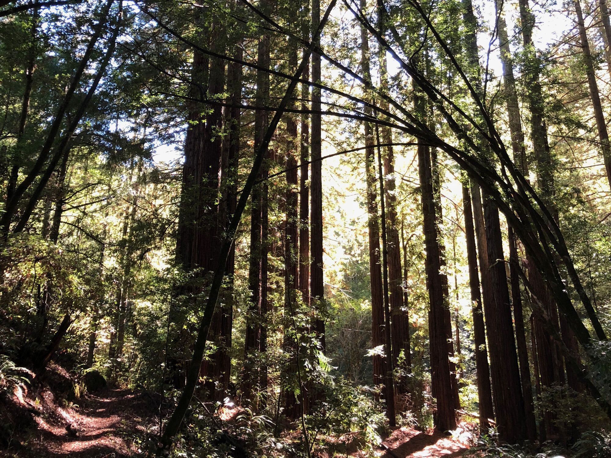 Redwoods, Samuel Taylor