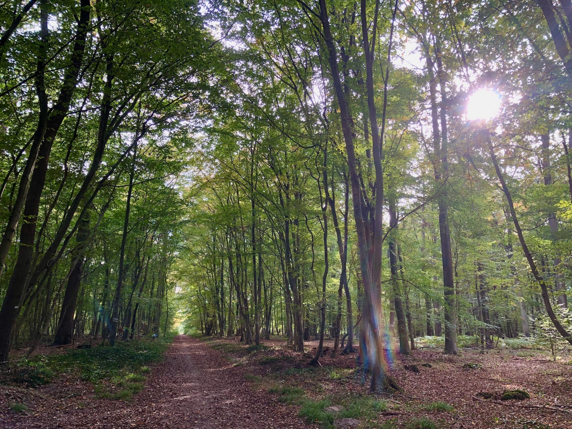 Balades en forêt