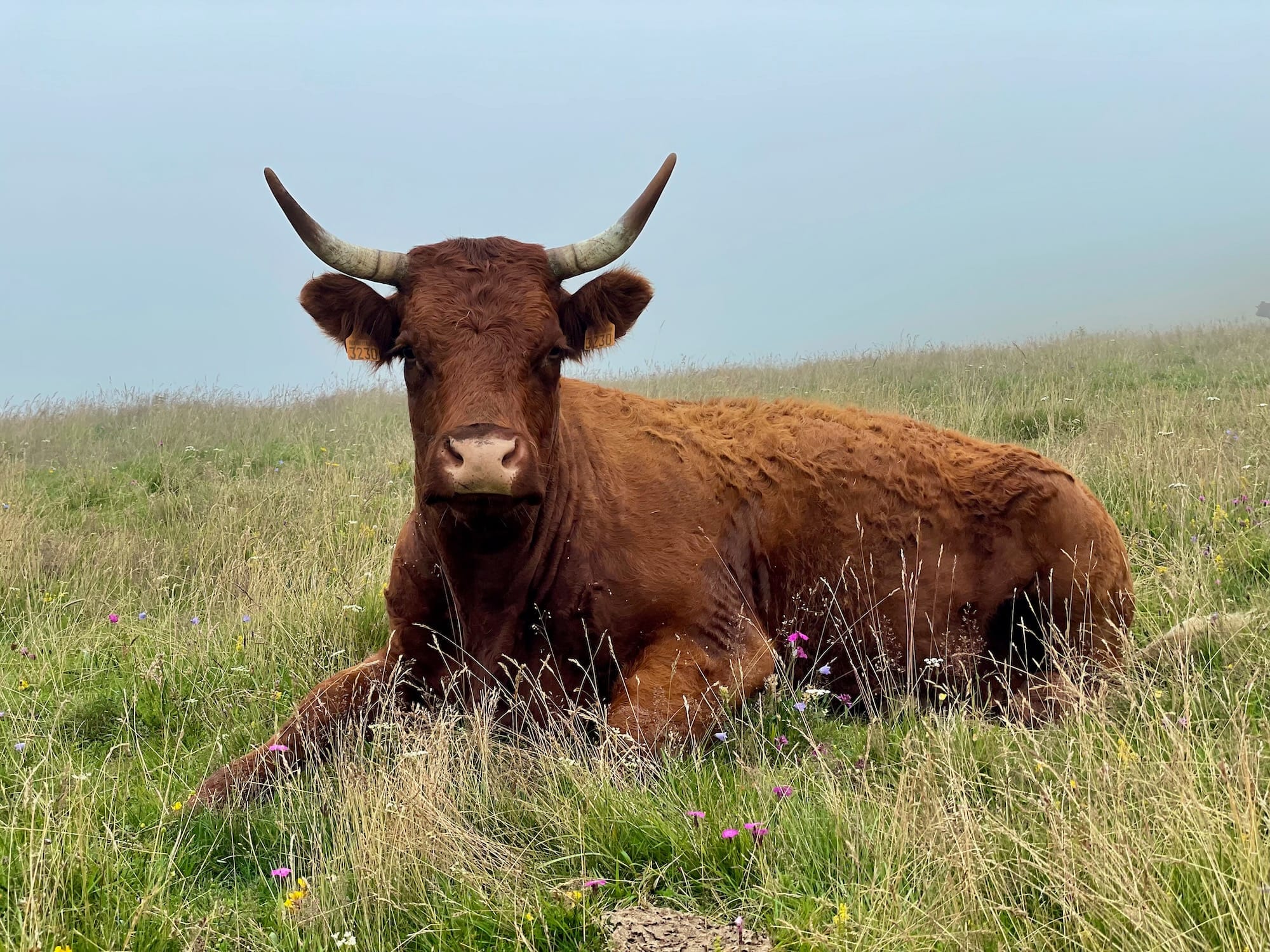 Les vaches de la Godivelle