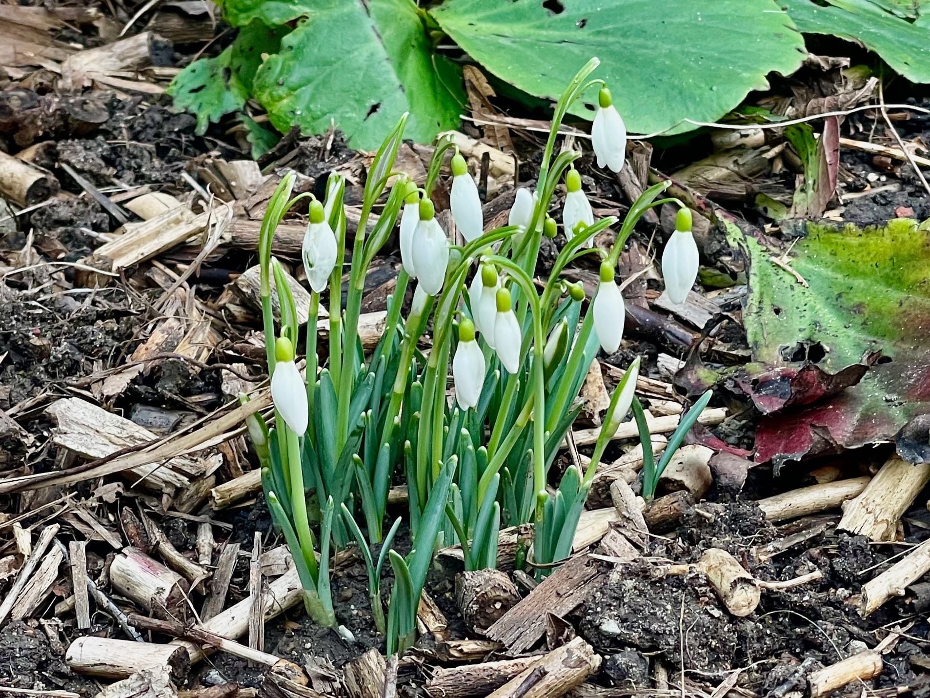Premières fleurs