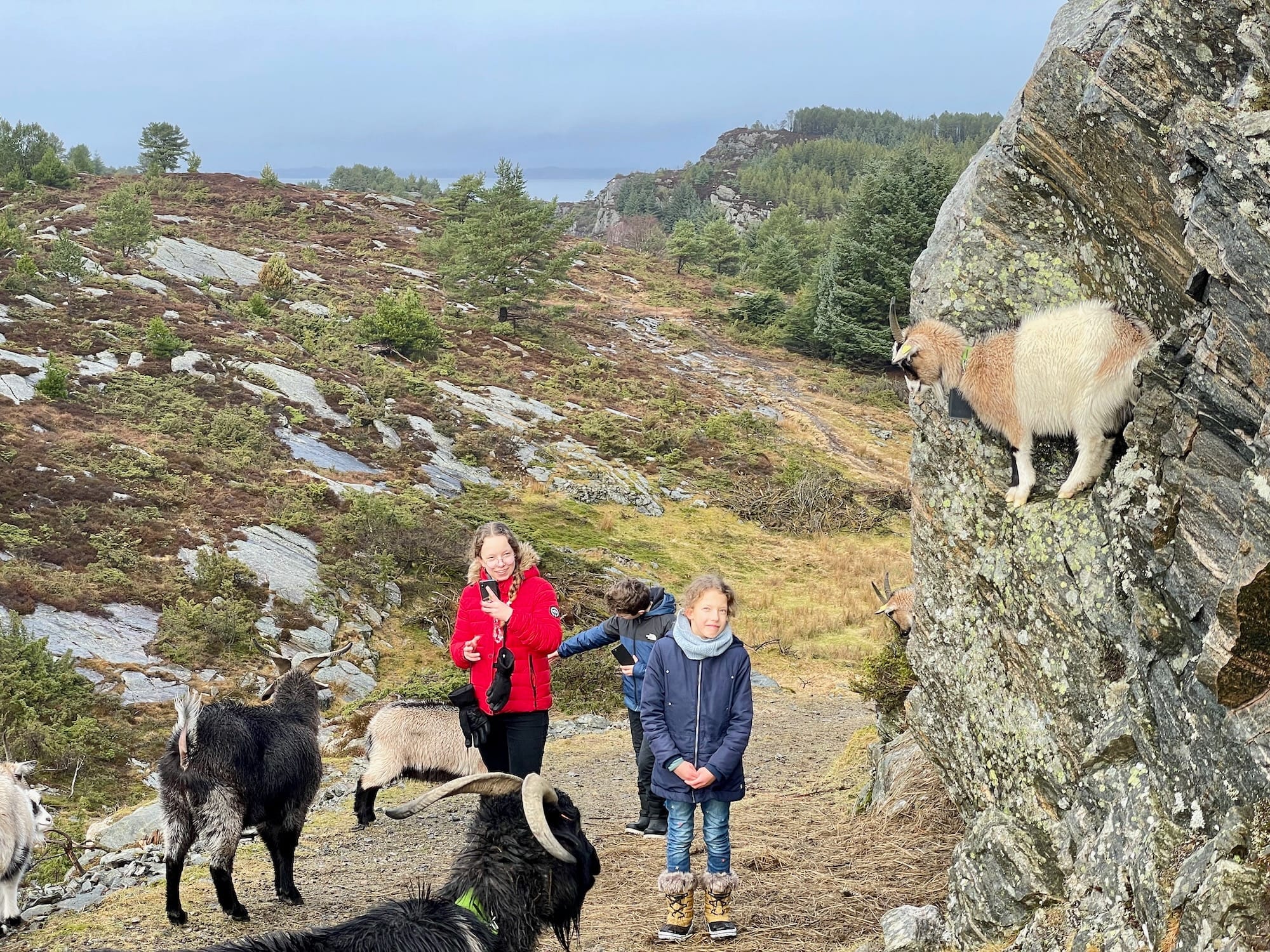 Les chèvres de Sotra