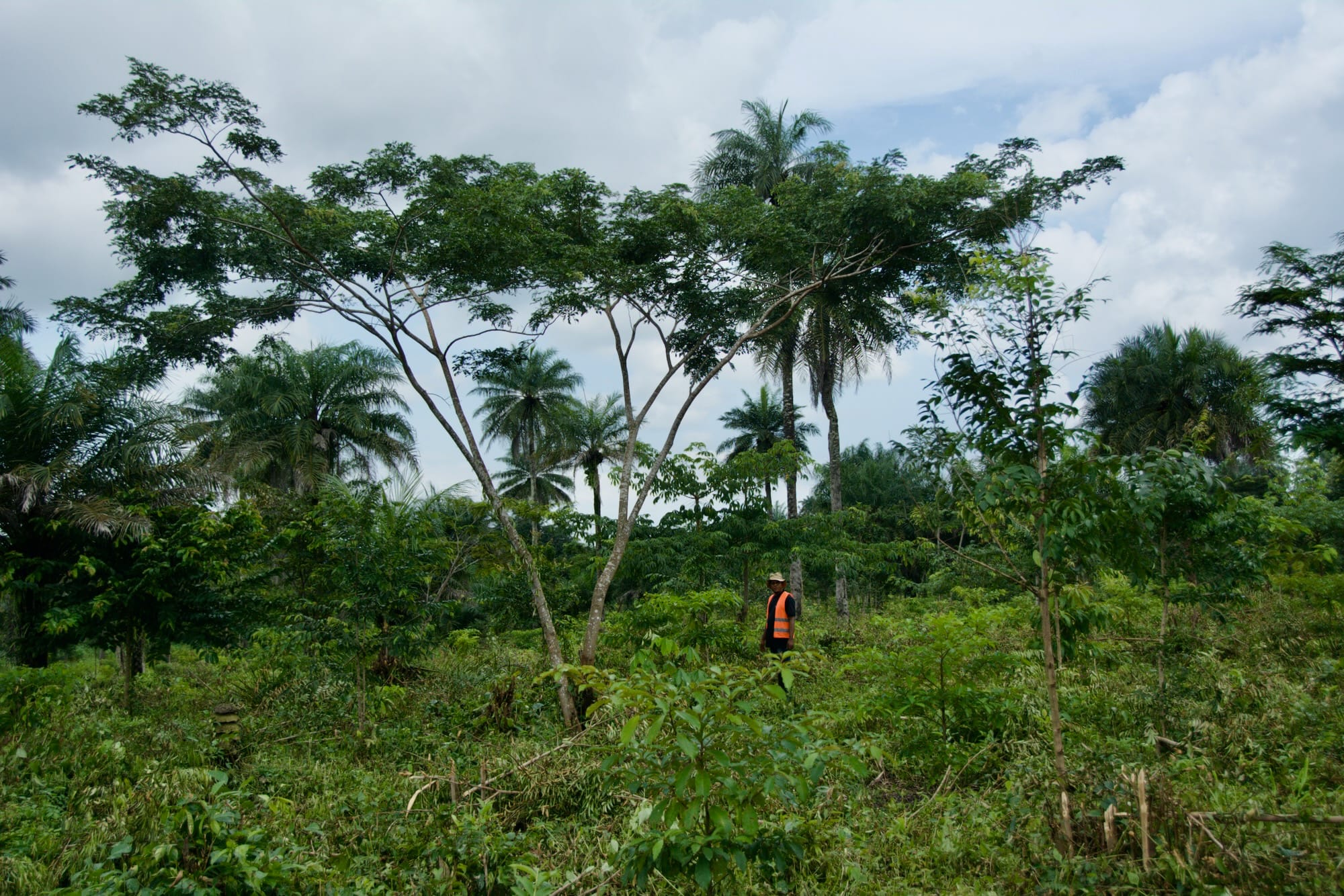 Reforestation