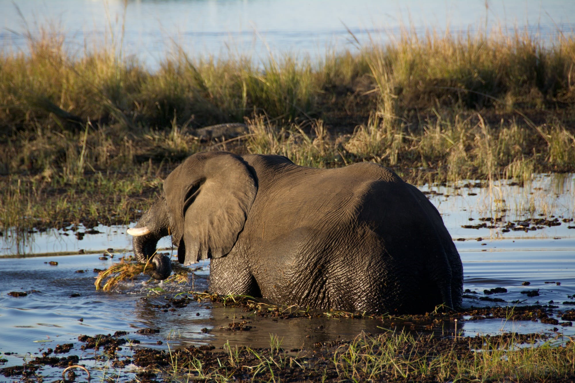 Soirée sur Chobe river