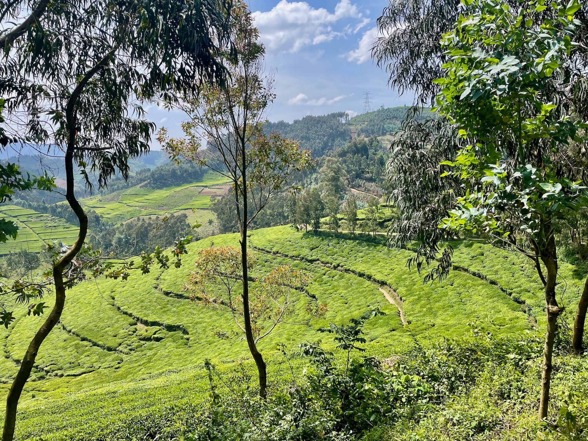 Plantations de thé et agriculture