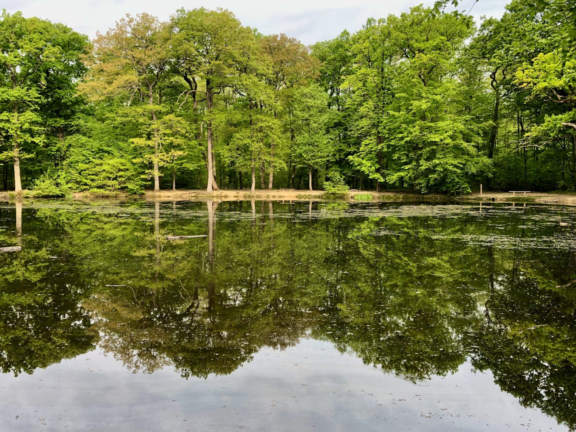 Printemps dans la forêt