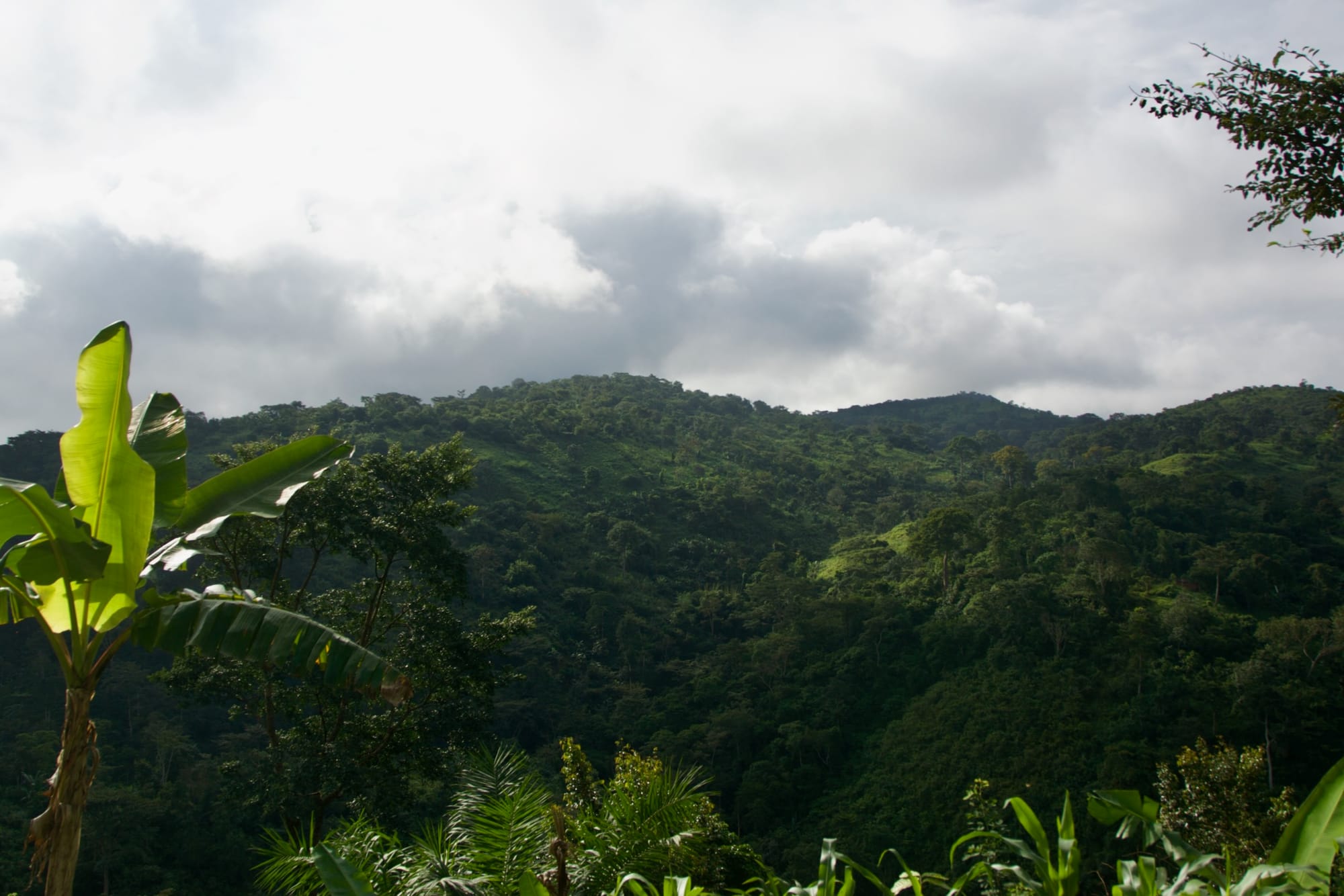 Forêt Togolaise