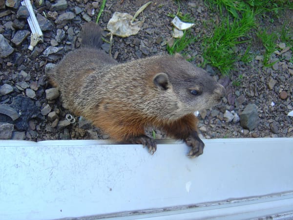 Marmotte
