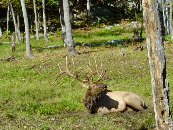 Caribou