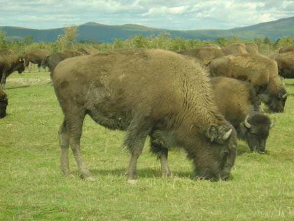 Bisons de l'île d'Orléans