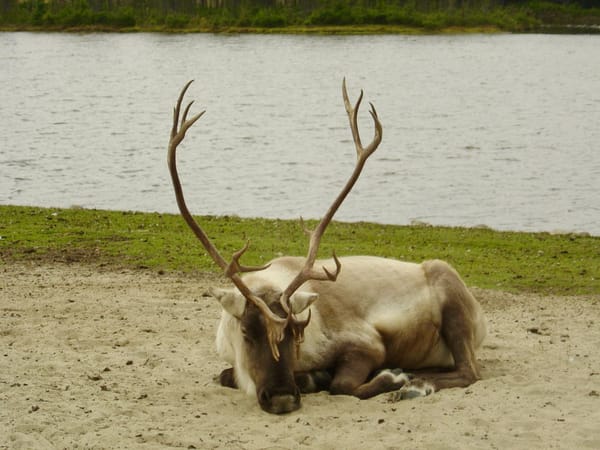 Lac St Jean, Zoo St Felicien