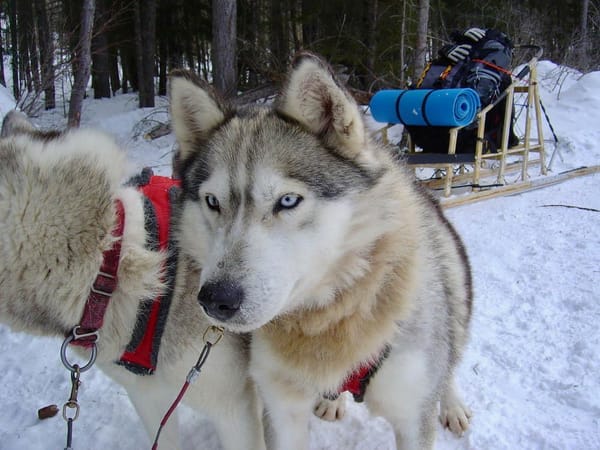 Chiens de traineau