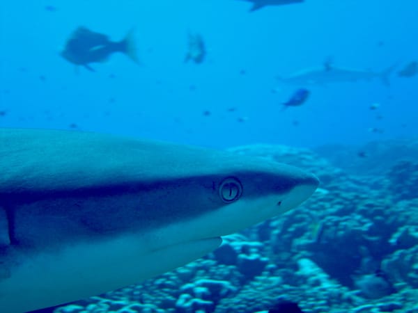 Fakarava Diving Center