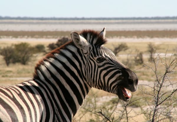 Halali (Etosha) – 169km