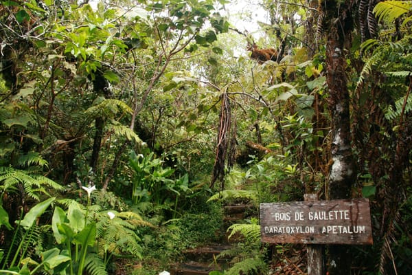 Forêt primaire