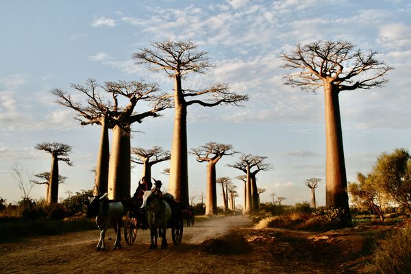 Encore des Baobabs