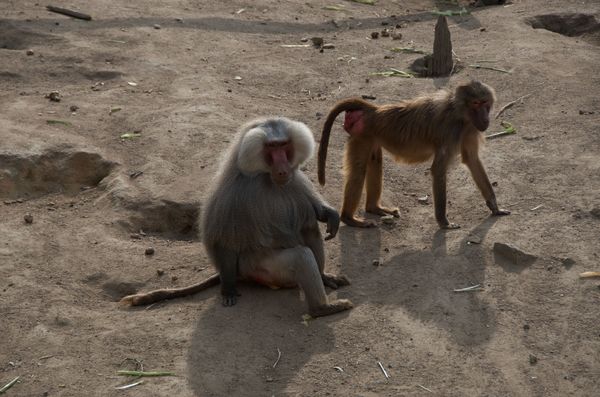 Zoo de Pont-Scorff