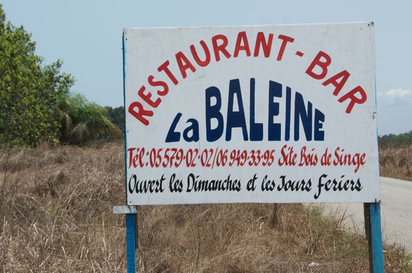 Découverte de la baleine