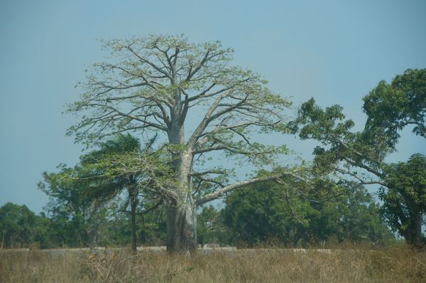 Baobabs