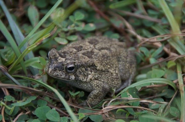 Bufo regularis