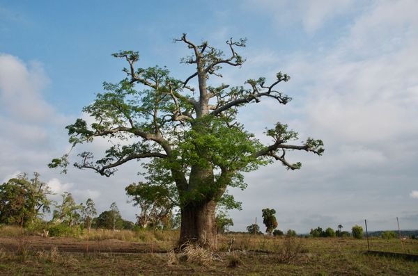 Visite aux grands arbres