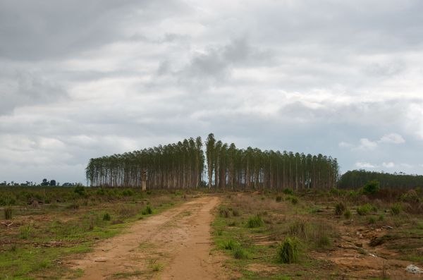 Savane aux eucalyptus