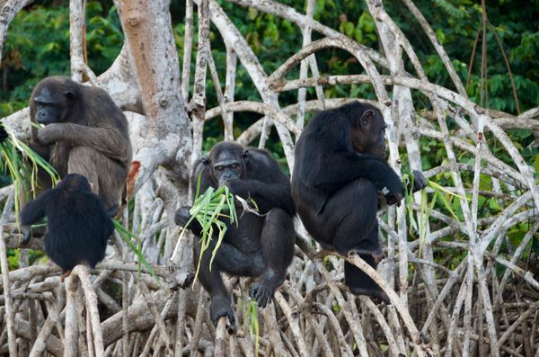 La planète des singes