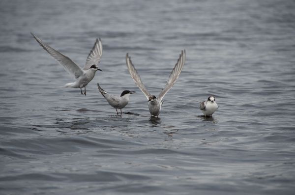 Les oiseaux de Conkouati