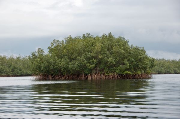 Le gardien de l'île