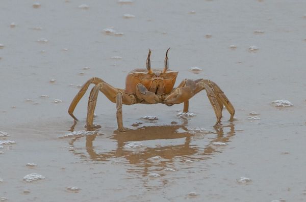 Crabes fantômes