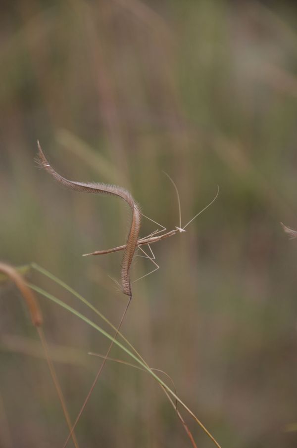 Rencontres dans les grandes herbes