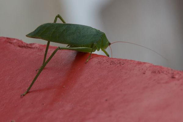 Les petites guerrières