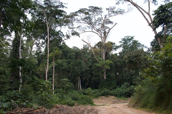 La piste dans la forêt