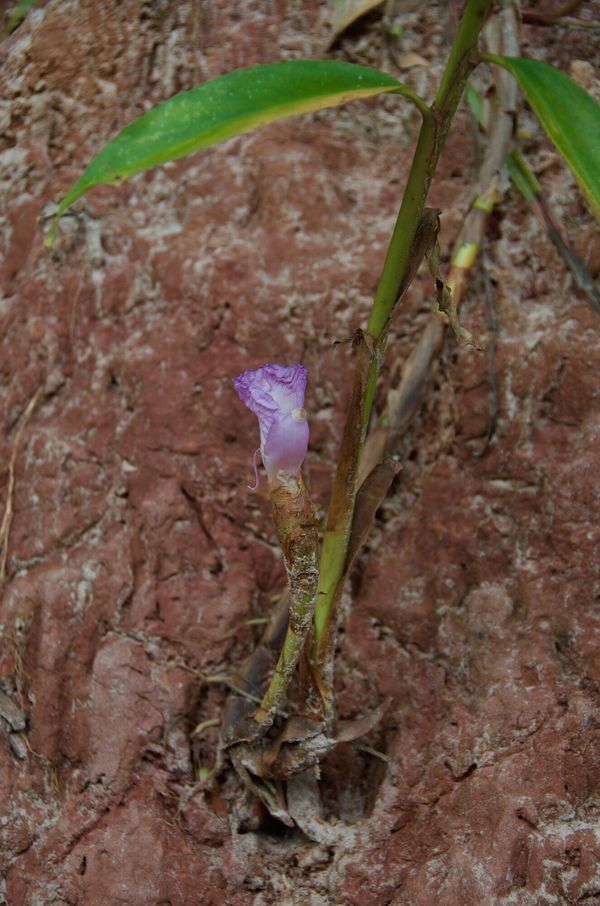 Herbier