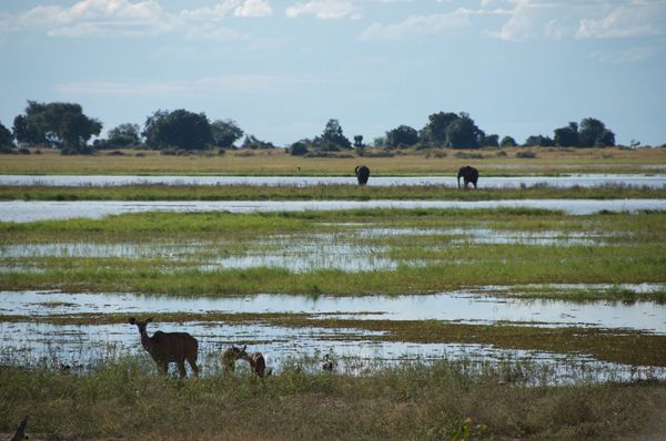 Les bords de la Chobe river