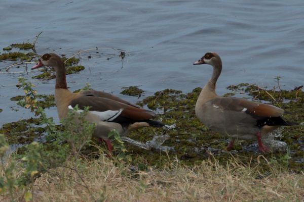 Les oiseaux de Chobe