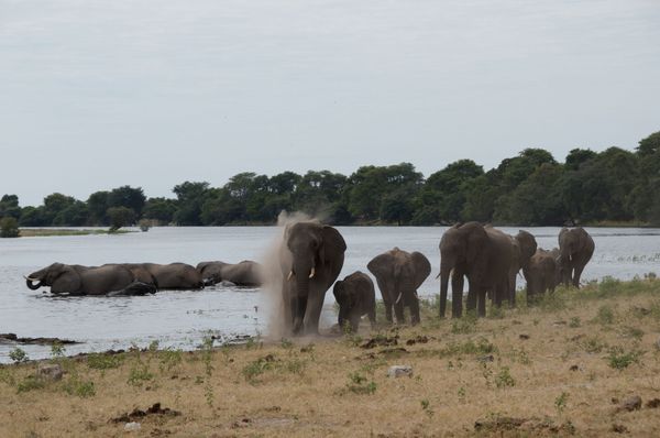 Groupes Chobe