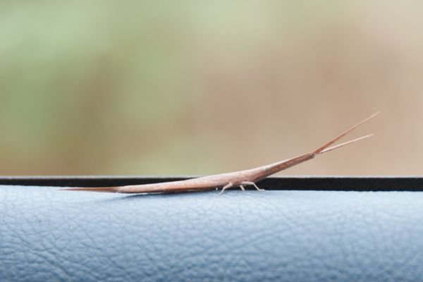 Curiosités dans la forêt