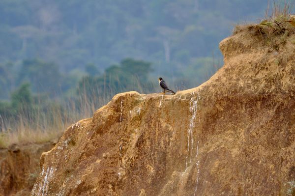 Birdwatching au dessus du cirque