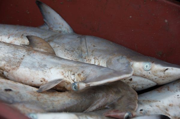 Pêche du jour à Bellelo