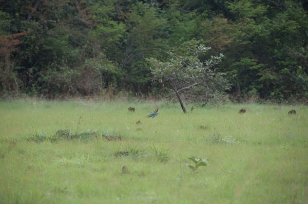 Chasse aux guêpiers